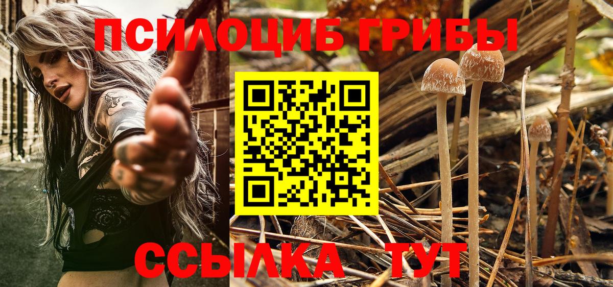 Псилоцибиновые грибы Psilocybine cubensis Алексеевка